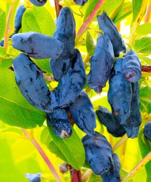 Variété de chèvrefeuille à gros fruits sans prétention géant Bakcharsky