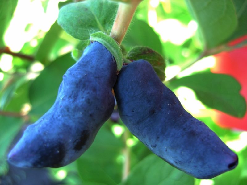 Variété sucrée à haut rendement de chèvrefeuille Confiture d'indigo