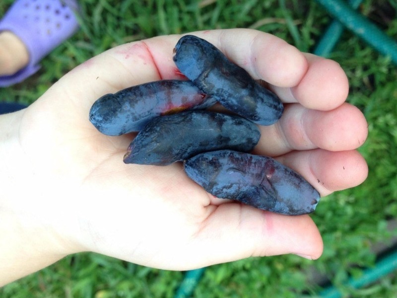 Variété de chèvrefeuille à gros fruits sans prétention géant Bakcharsky