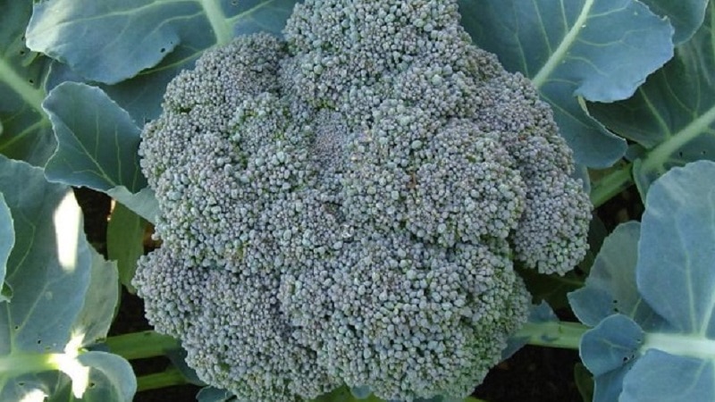 broccoli cabbage best varieties for the Urals