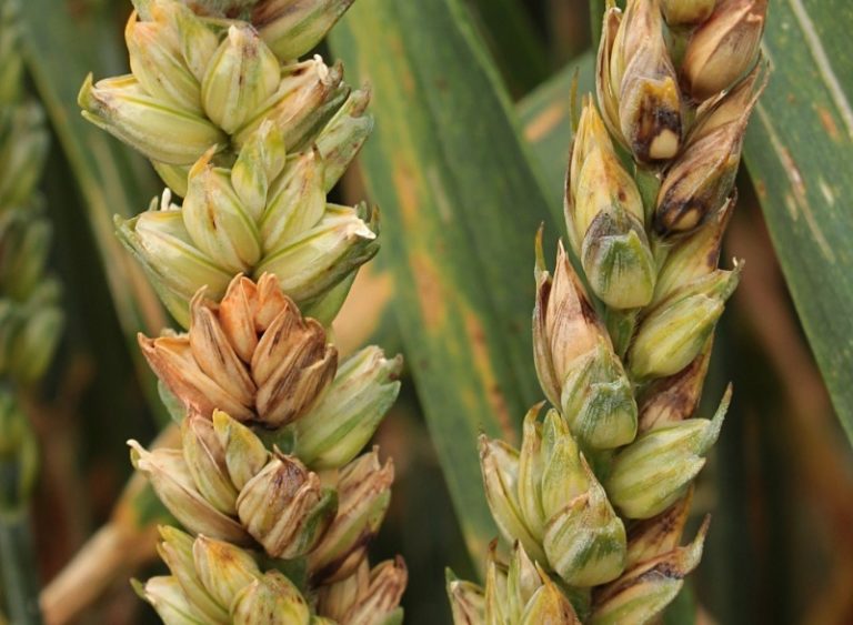 Fotografie pšenice Fusarium