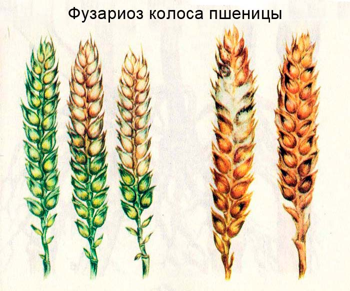 Fusarium klas pšenice