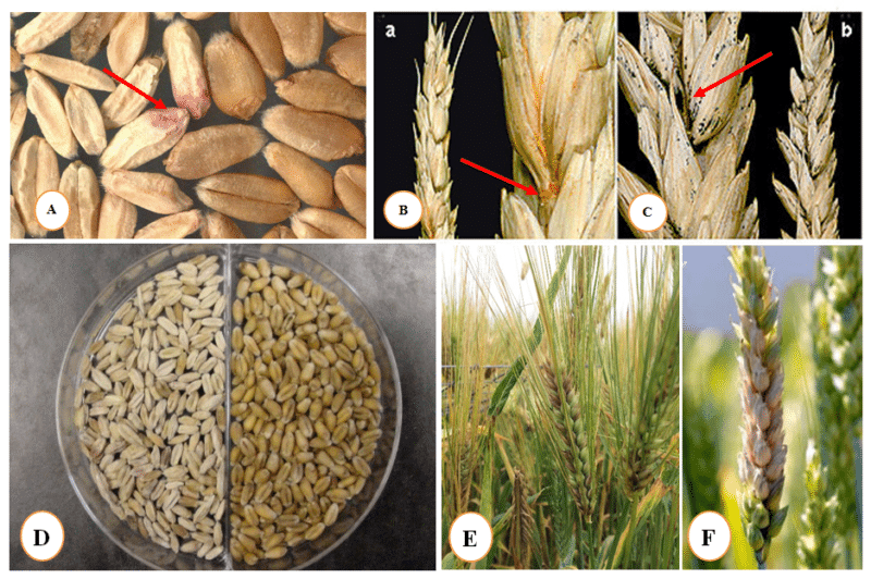 Què és la fusarium al blat i com combatre'l