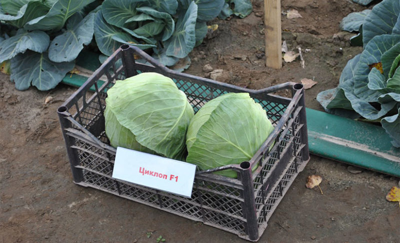 cabbage cyclops