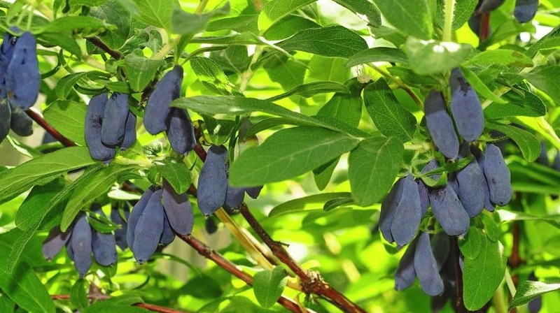 come aumentare il raccolto di caprifoglio