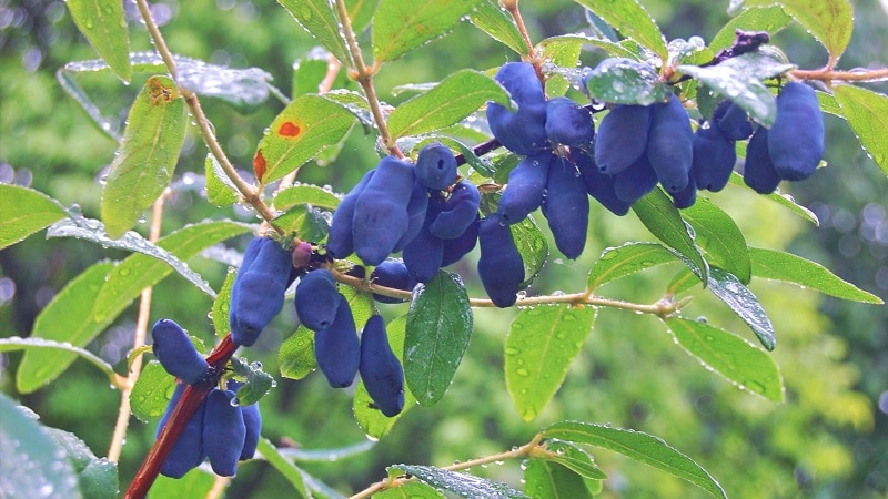 honeysuckle yield per bush