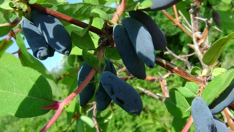 honeysuckle chulym