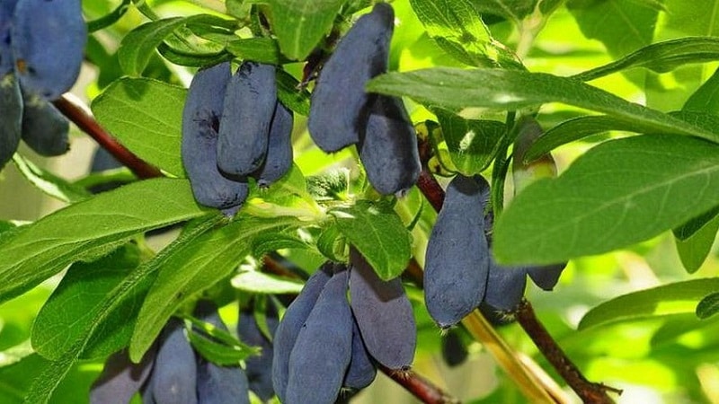 Frost-resistant honeysuckle variety Chulymskaya with very tasty berries