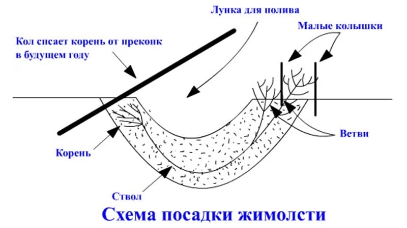 Variété de chèvrefeuille résistante au gel Chulymskaya avec des baies très savoureuses