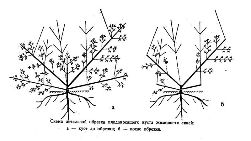 Variété de chèvrefeuille résistante au gel Chulymskaya avec des baies très savoureuses