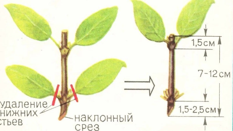 Variété de chèvrefeuille résistante au gel Chulymskaya avec des baies très savoureuses