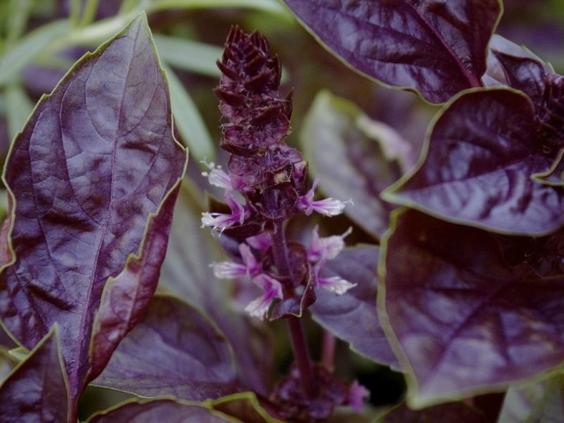 foto di fiori di basilico