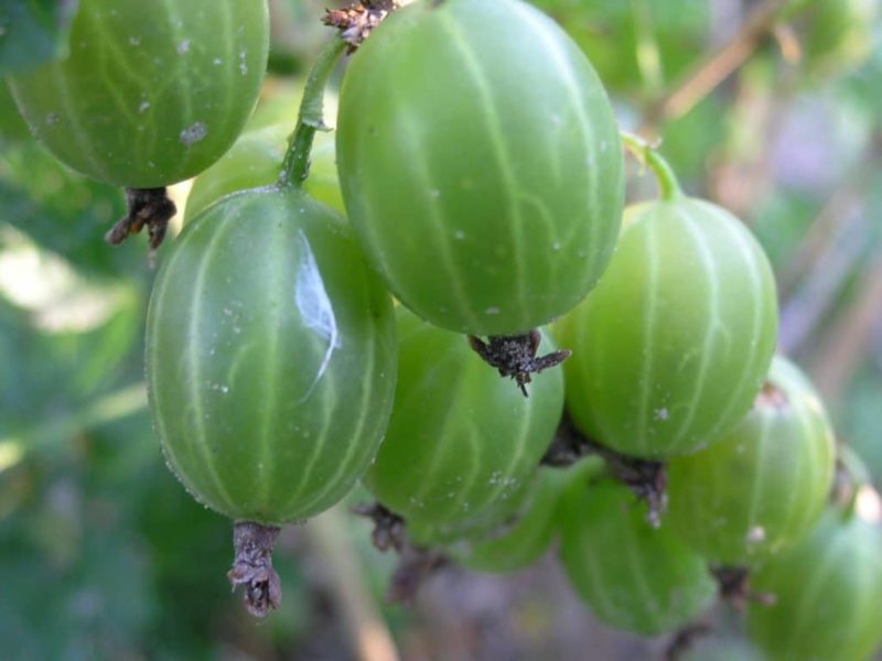 grosella esmeralda ural