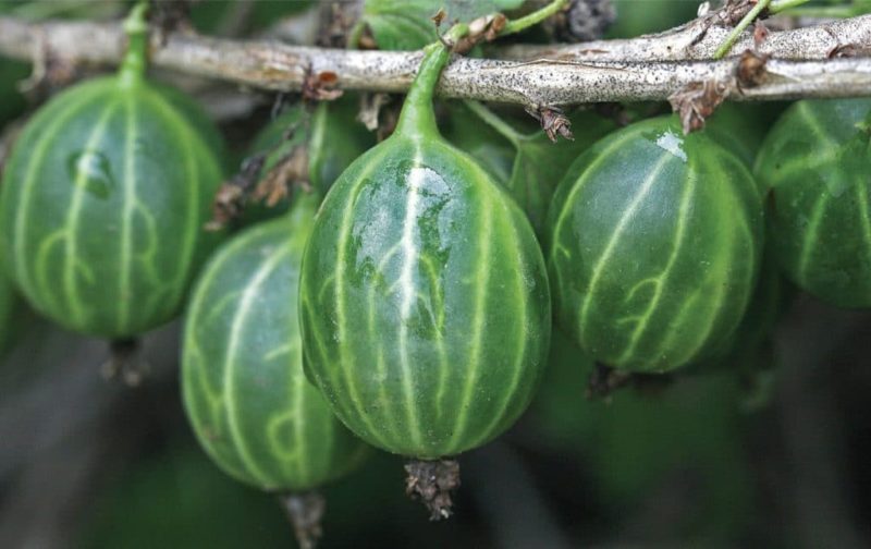 Ulasan zamrud Ural gooseberry