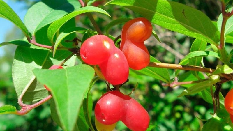 red honeysuckle