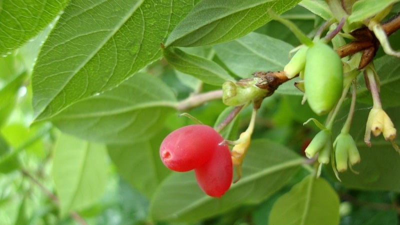 Nakakain ba ang pulang honeysuckle o hindi?