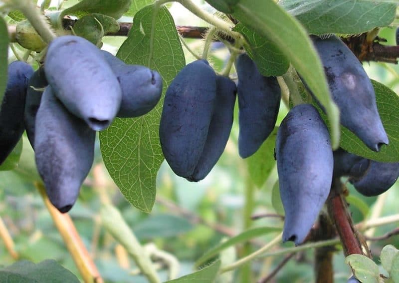 honeysuckle berbuah besar