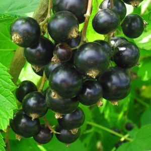 Ang pinakamahusay na mga currant para sa Siberia: nangungunang mga varieties