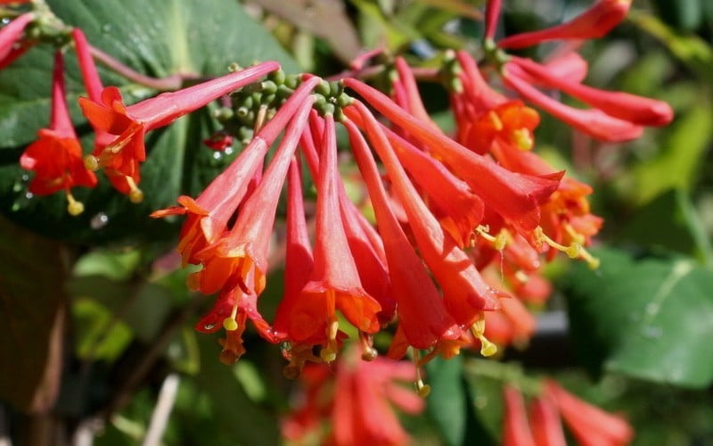 chèvrefeuille fuchsia brun