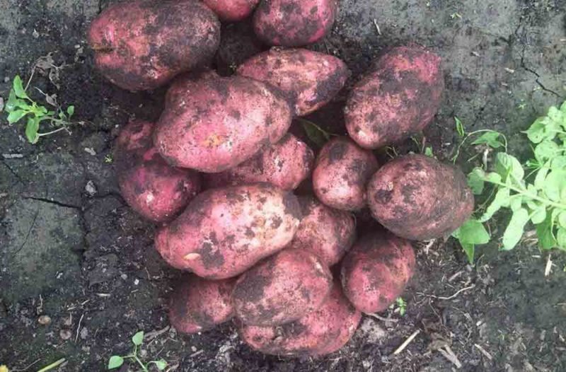 Arosa potato variety, capable of growing even in the most difficult climatic conditions