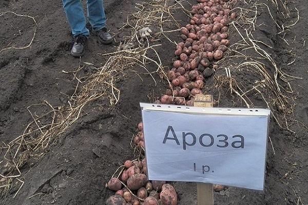 Arosa potatoes