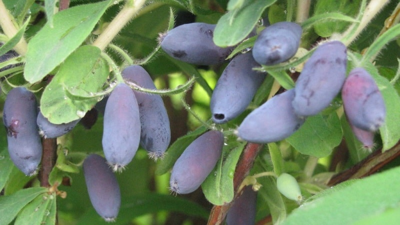 honeysuckle Kamchadalka