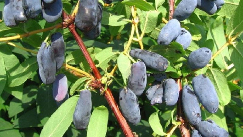 Variété de chèvrefeuille à gros fruits résistante au gel Kamchadalka