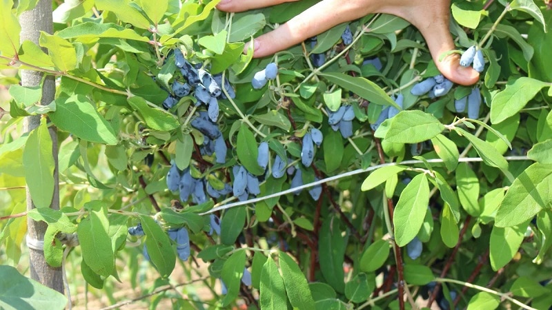 Description de la variété Chèvrefeuille Kamchadalka