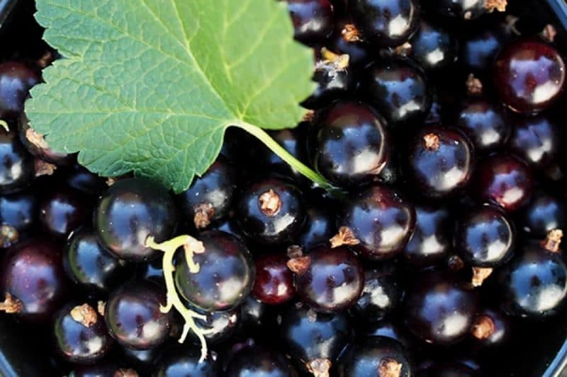 the best varieties of currants for Siberia, large, sweet