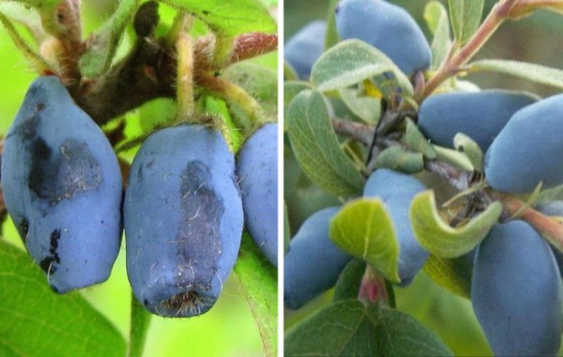 Frühfruchtende Sorte der Geißblatt-Viola