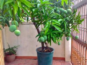 com és un arbre de mango