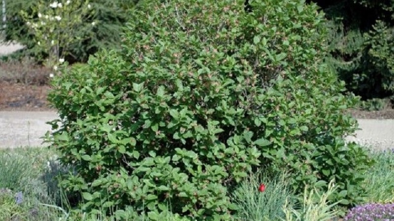 alpine honeysuckle