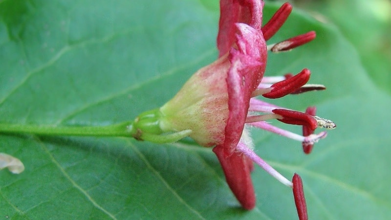 paglalarawan ng alpine honeysuckle