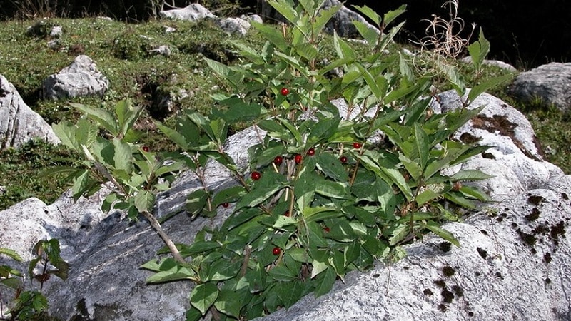 alpski kovačnik lonicera alpigena