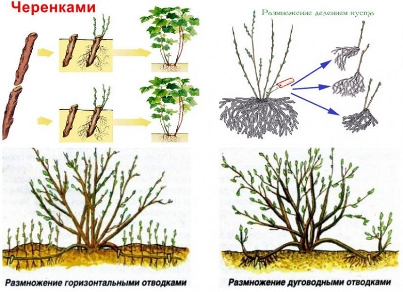 Dekoratyvinė Alpių sausmedžio veislė