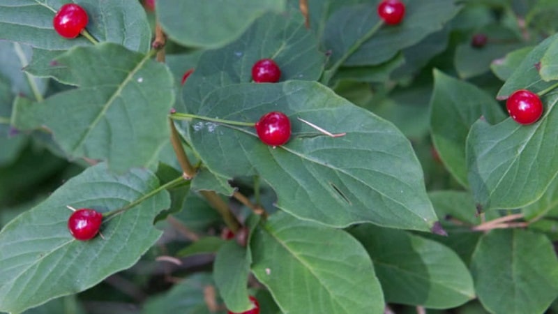 Nakakain ba ang alpine honeysuckle o hindi?