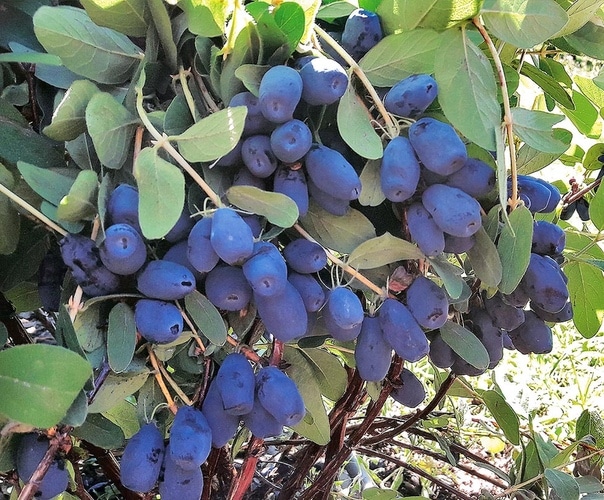 indigo honeysuckle