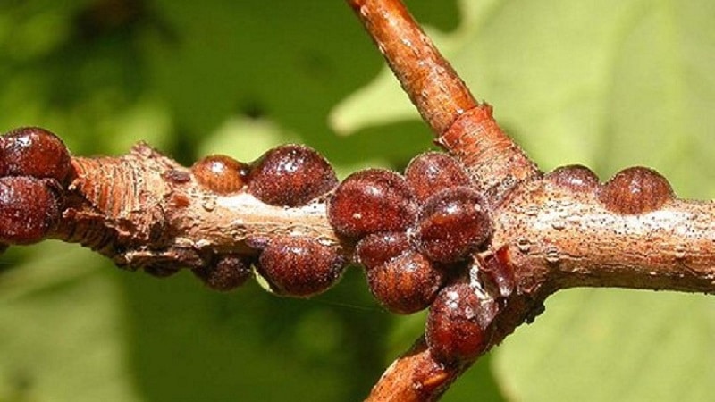 Variété douce et sans prétention de chèvrefeuille Lenita