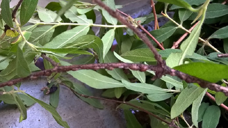 scale insect on honeysuckle how to fight