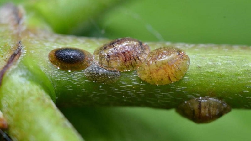 scale insect on honeysuckle