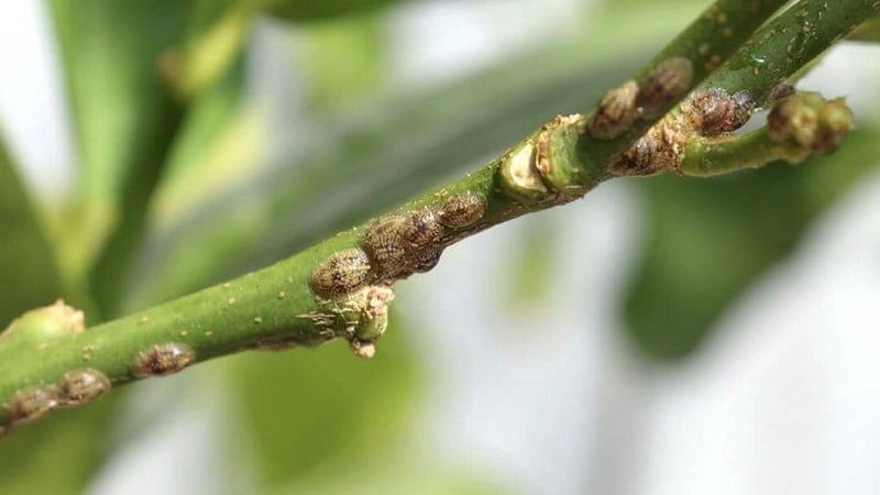 Com tractar els insectes escamoses del lligabosc de manera fàcil i eficaç