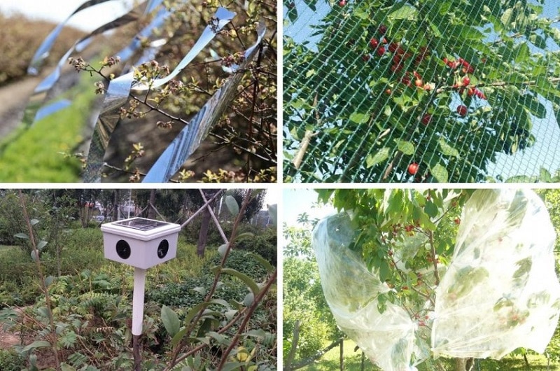 bagaimana untuk melindungi honeysuckle daripada burung