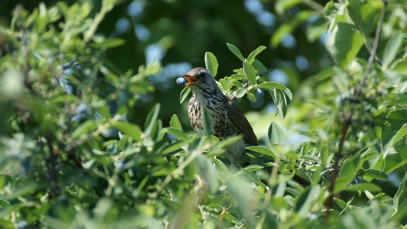 quali uccelli mangiano il caprifoglio