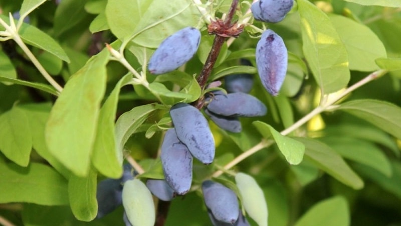 Isang hindi mapagpanggap na frost-resistant variety ng honeysuckle Berel