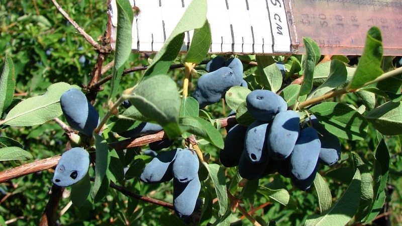 An unpretentious frost-resistant variety of honeysuckle Berel