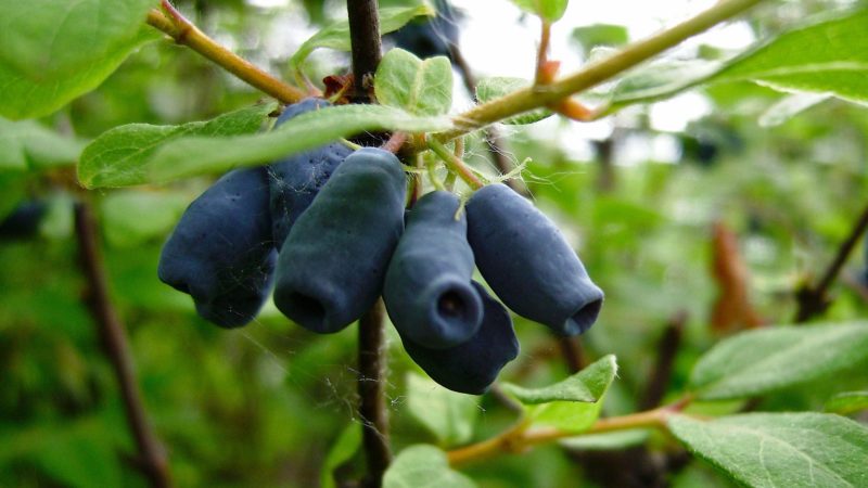 descripción de la variedad de ánfora de madreselva