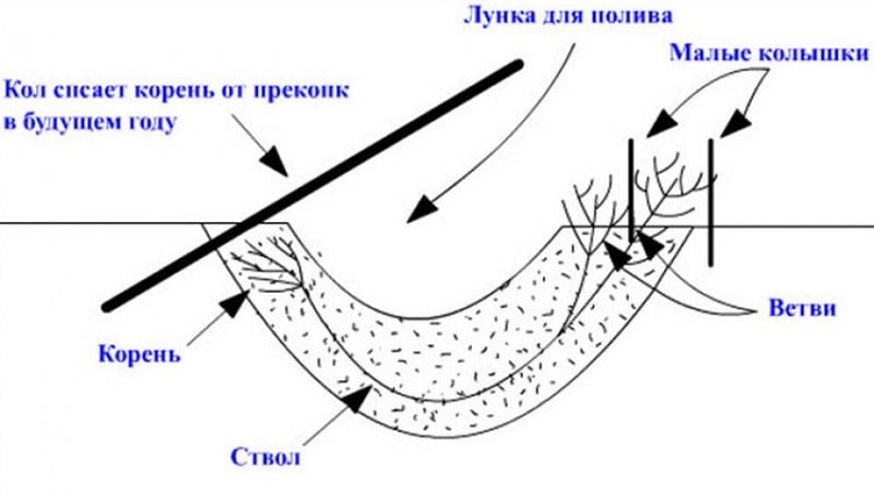 Непретенциозна укусна сорта амфоре орлови нокти