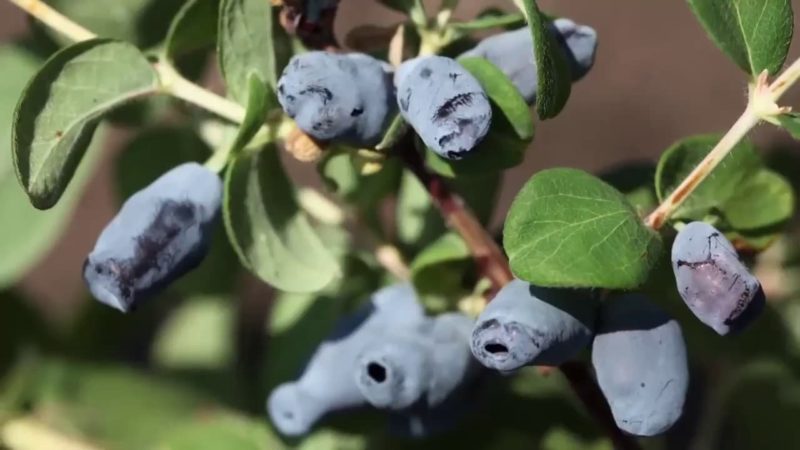 New large-fruited resistant honeysuckle variety Yugana