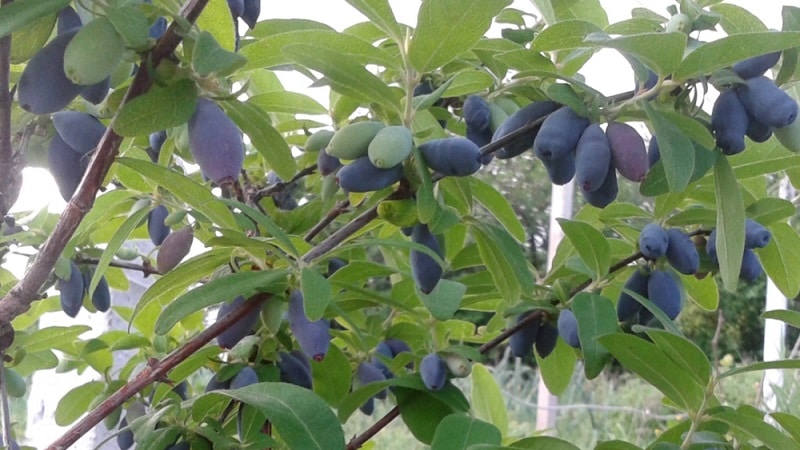 זן יערה חדש עם פירות גדולים יוגאנה