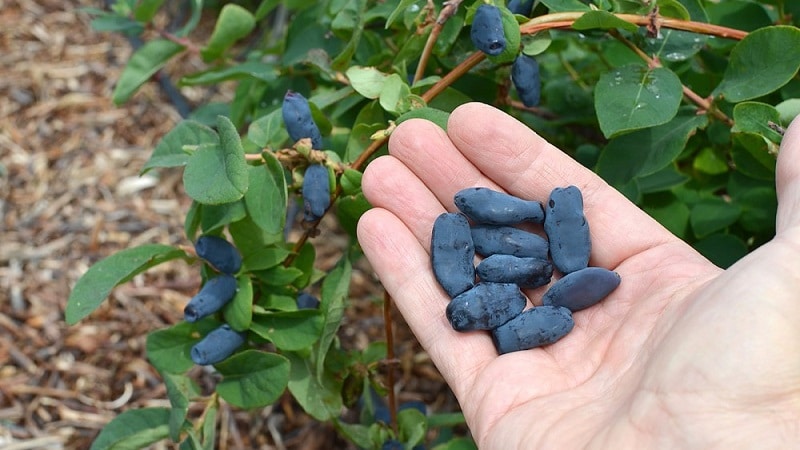 תיאור יערה יוגאנה